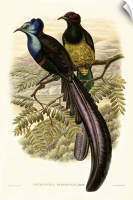 Gould Bird of Paradise I