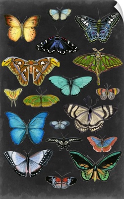 Graphic Butterfly Taxonomy I