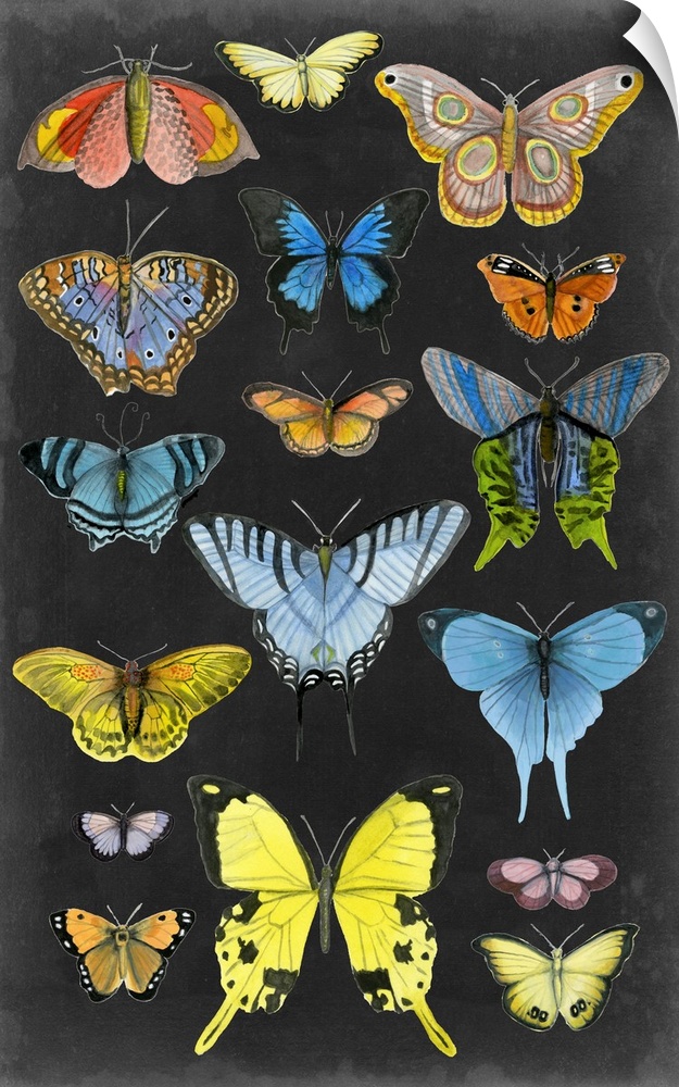 Graphic Butterfly Taxonomy II