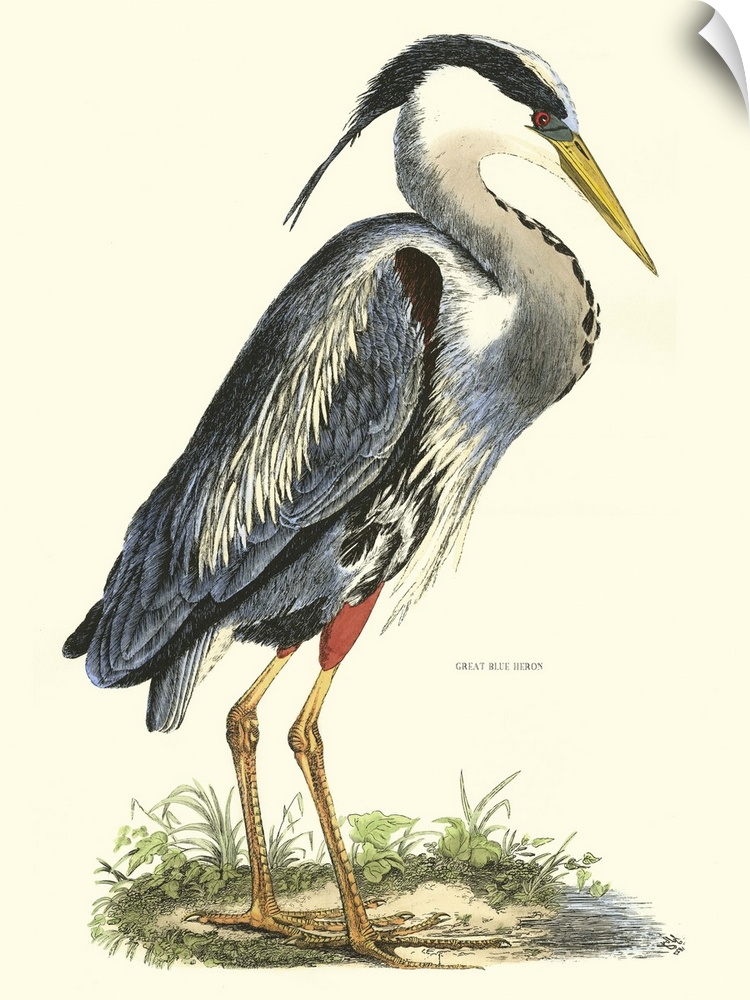 Contemporary artwork of a vintage style bird illustration.