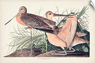 Great Marbled Godwit