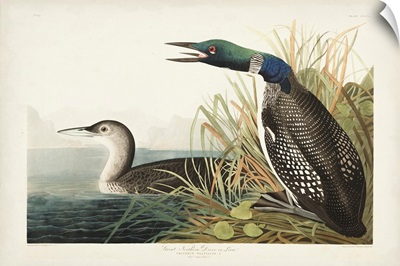 Great Northern Diver Or Loon
