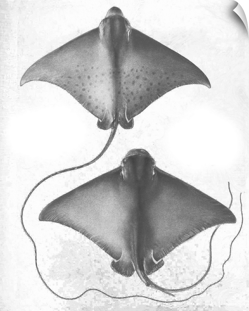 Grey-scale illustration of a stingray.