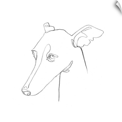 Greyhound Pencil Portrait I