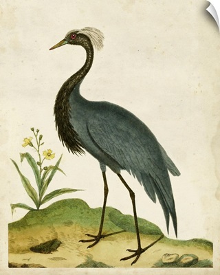 Heron Portrait II
