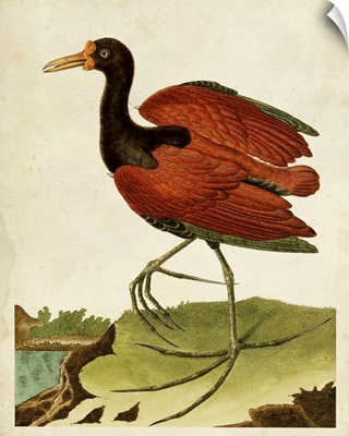 Heron Portrait IV