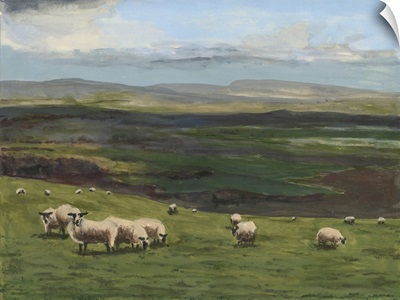 Highland Sheep I