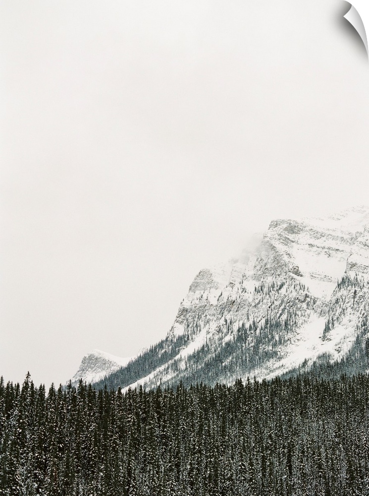 Photograph of snow frosted trees in front of a large mountain, Lake Louise, Canada