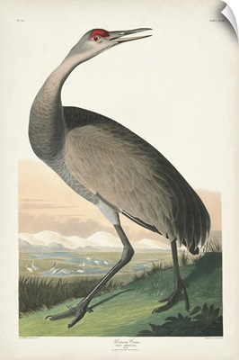 Hooping Crane