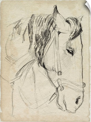 Horse In Bridle Sketch I