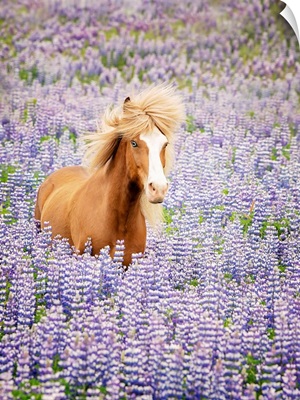 Horse In Lavender I