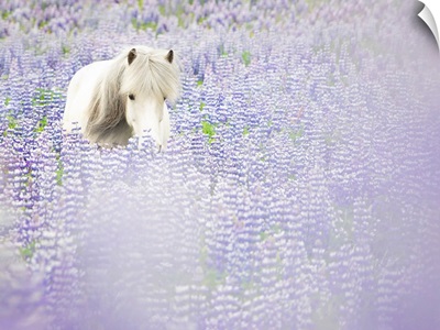 Horse In Lavender II