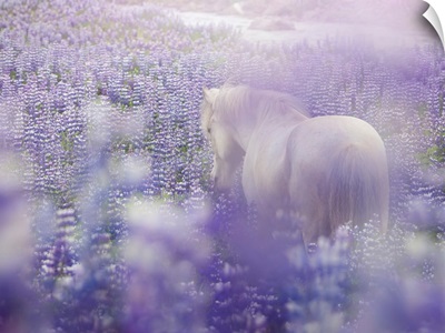Horse In Lavender IV