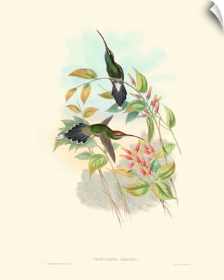 Hummingbird Delight I