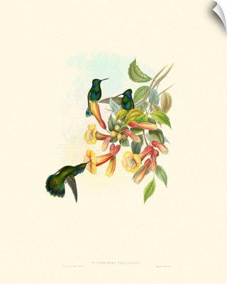 Hummingbird Delight IX