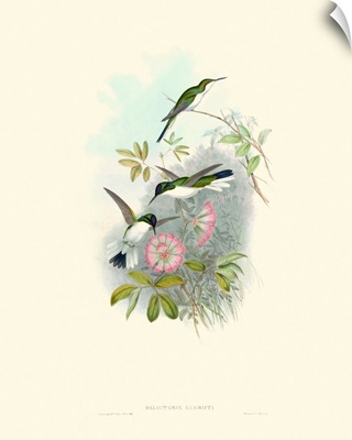Hummingbird Delight VIII