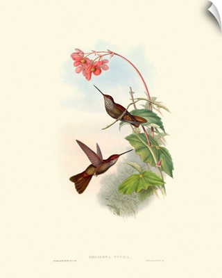 Hummingbird Delight XI