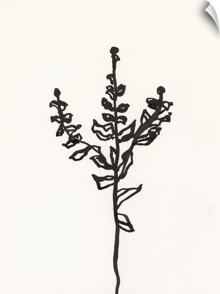 Ink Botanical Sketch II
