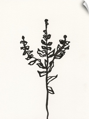 Ink Botanical Sketch II