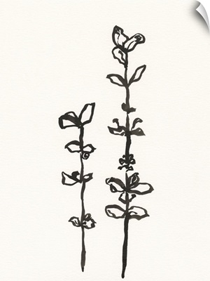 Ink Botanical Sketch VIII