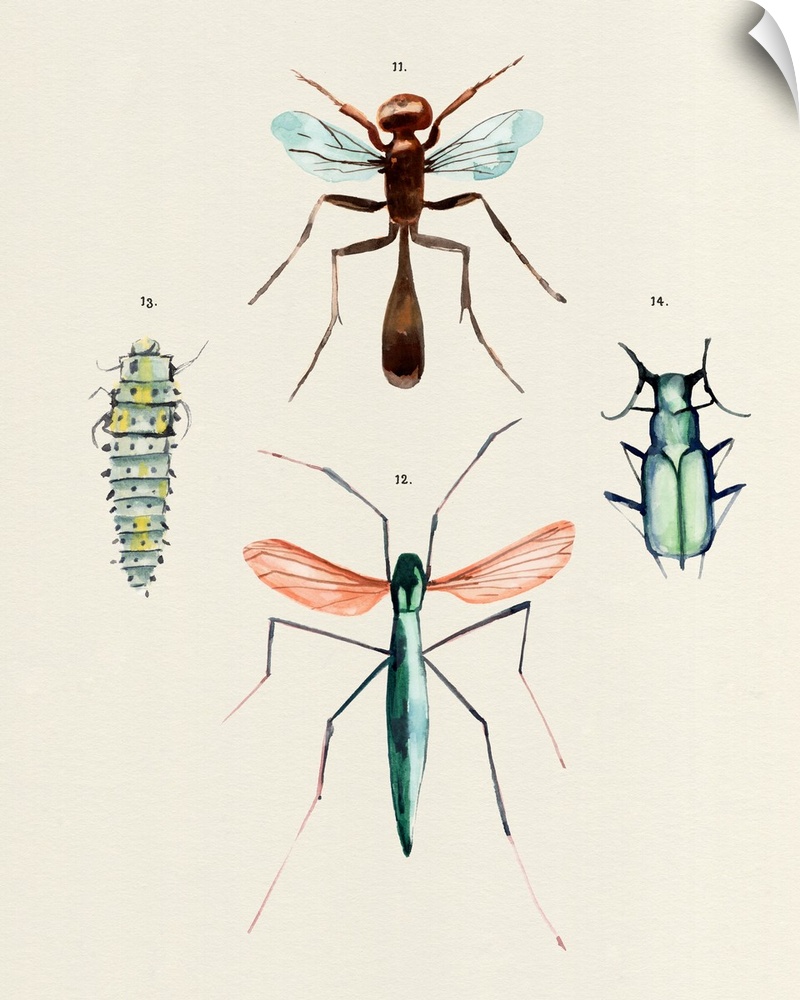 Insect Varieties III