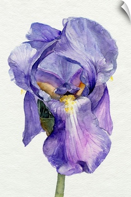Iris In Bloom II