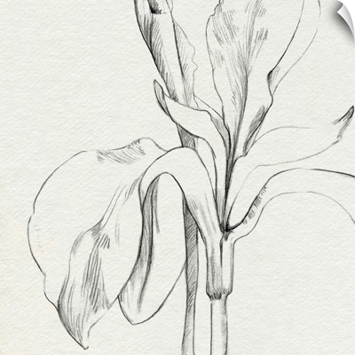Iris Sketch O'keefe Crop II