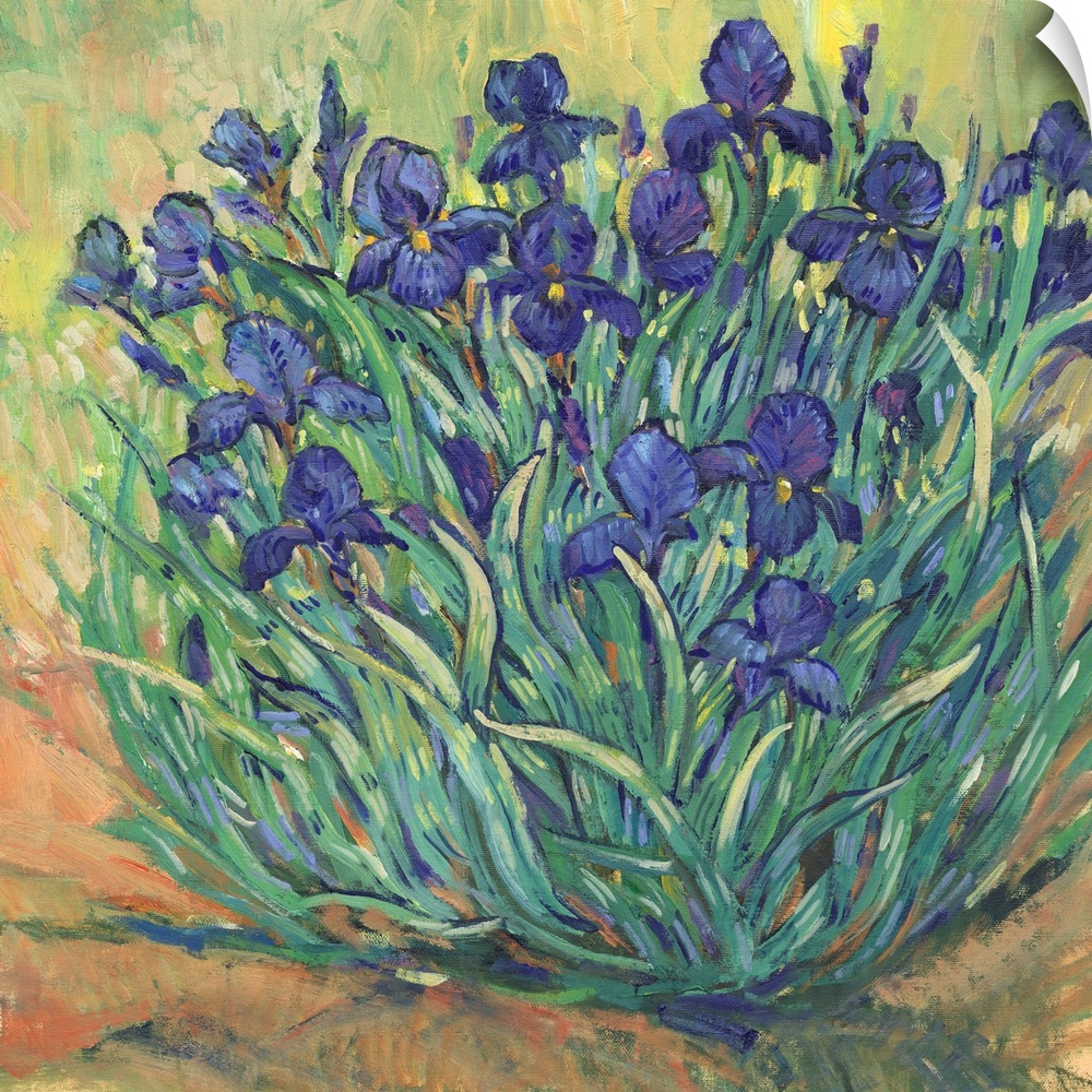 Irises In Bloom I