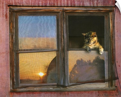 Kitten Window