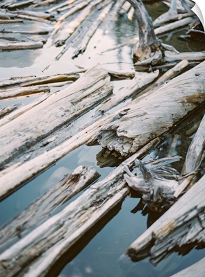 Lakeside Driftwood III