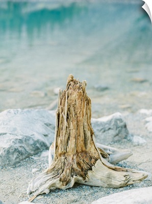 Lakeside Driftwood VI