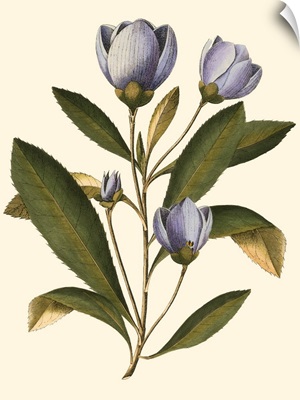 Lavender Floral IV