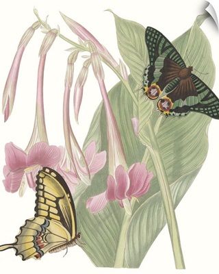 Les Papillons II