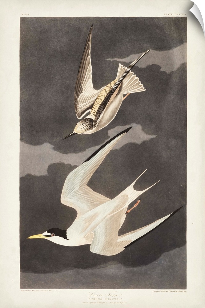 Lesser Tern