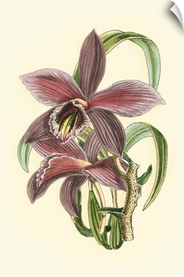 Lilac Orchid I