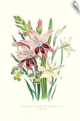 Lily Garden II