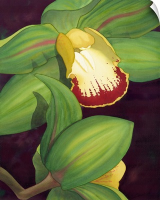 Lime Orchid II