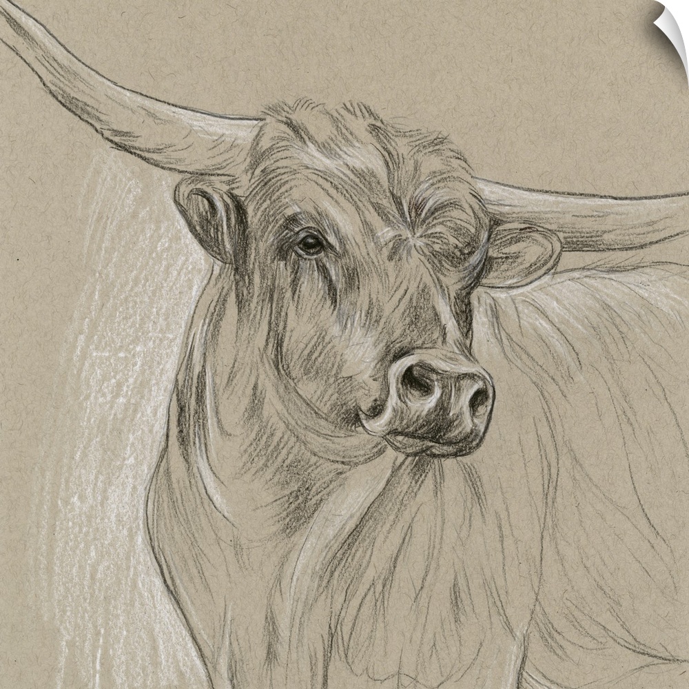 Black and white sketch of a longhorn on a neutral background.