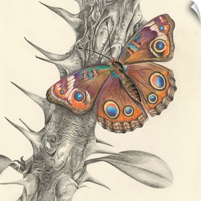 Majestic Butterfly II