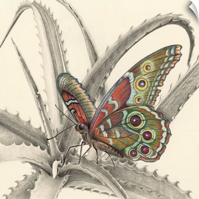 Majestic Butterfly III
