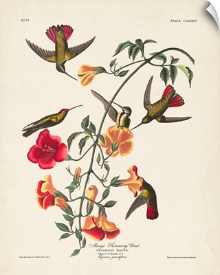 Mango Hummingbird