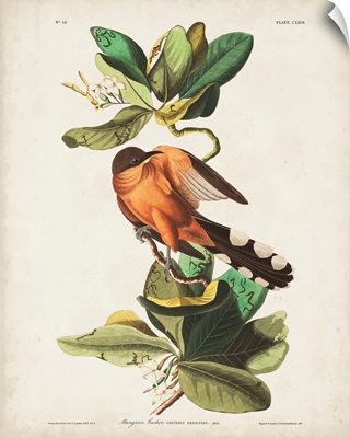 Mangrove Cuckoo