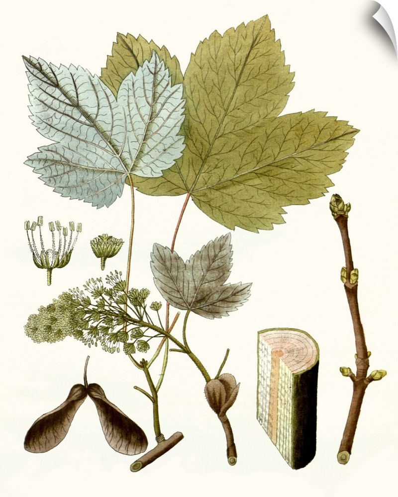 A decorative vintage illustration of group of leaves.