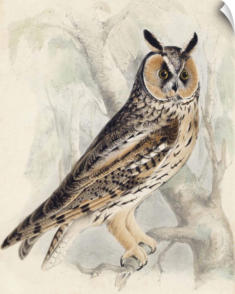 Contemporary artwork of an owl illustration in a vintage style.