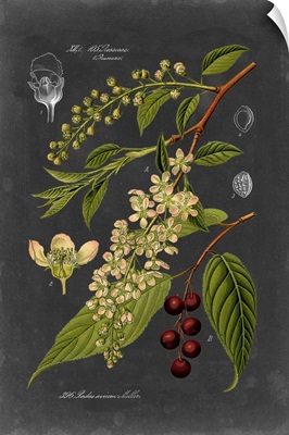 Midnight Botanical II