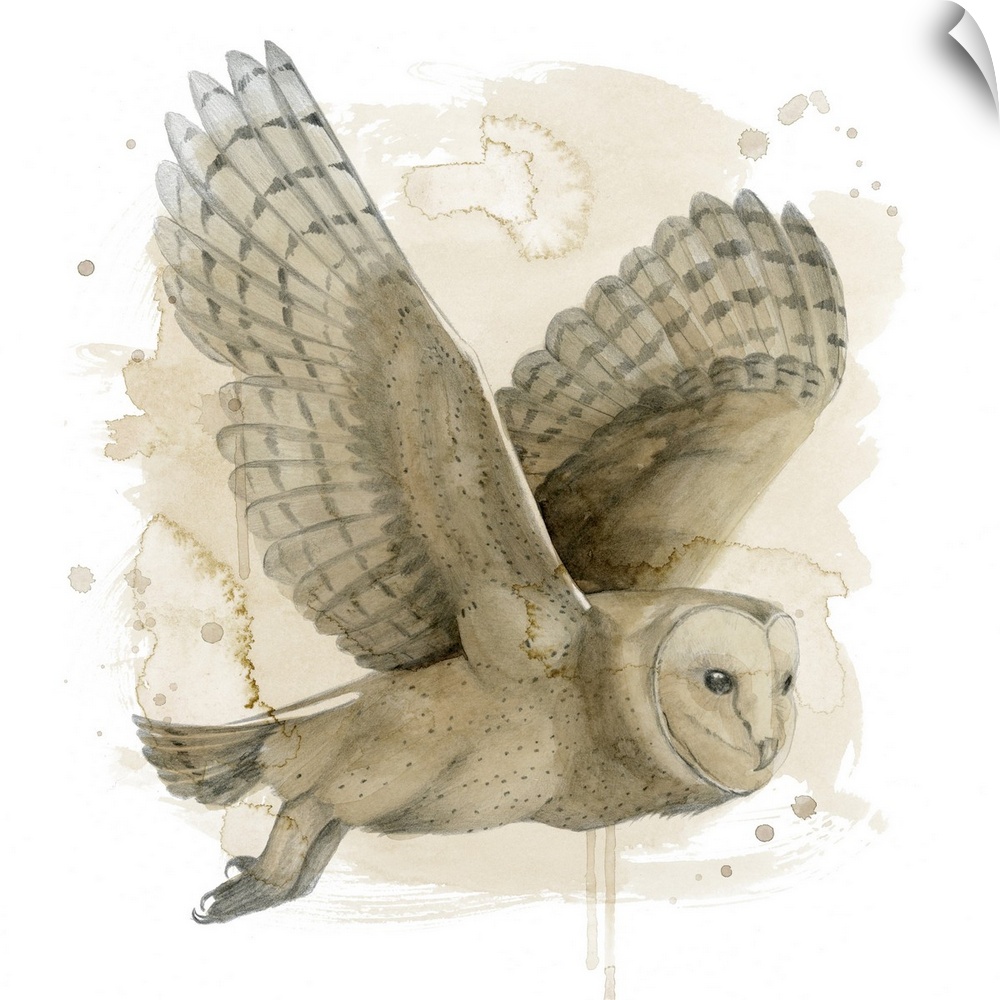 Contemporary watercolor portrait of an owl in flight.