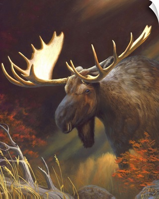 Moose Portrait