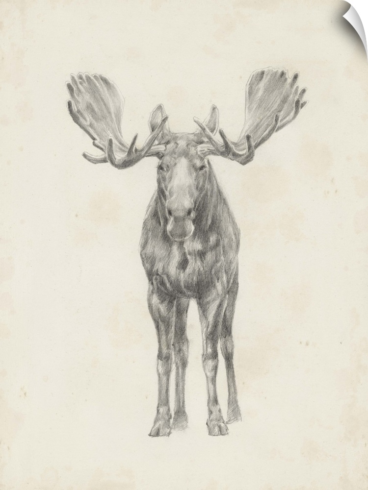 Pencil drawing of a moose seen from the front.