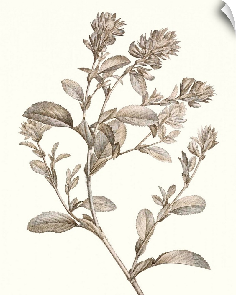Illustrated botanical study in neutral tones.