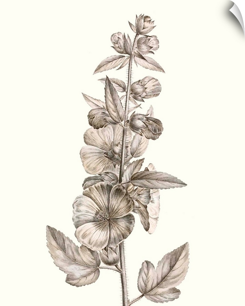 Illustrated botanical study in neutral tones.